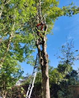 Abattage d'Arbres_photo