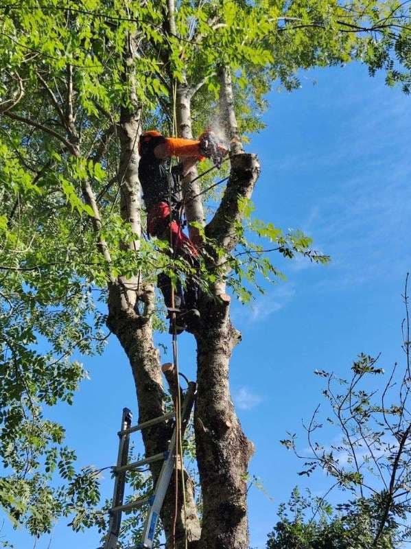Abattage d'Arbres à Anglet_9