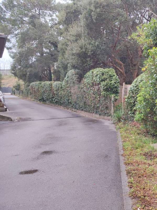 Élagage de Chênes Lièges à Tarnos - PARTIE 2_0