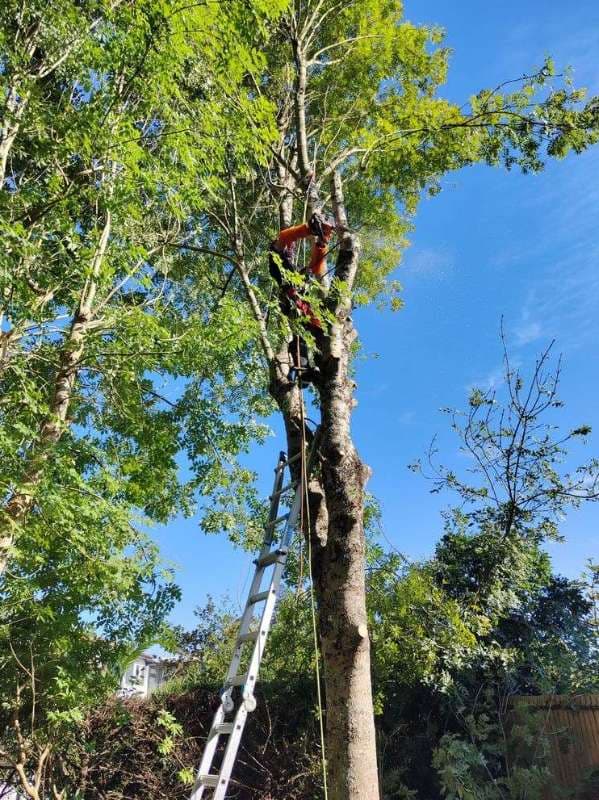 Abattage d'Arbres à Anglet_8