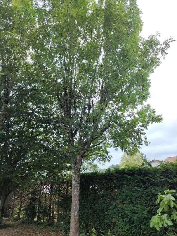 Abattage d'Arbres à Anglet_0