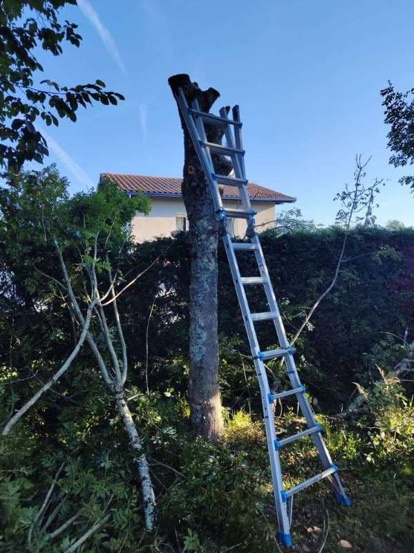 Abattage d'Arbres à Anglet_7