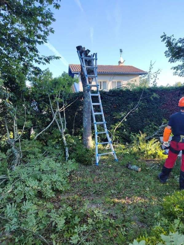 Abattage d'Arbres à Anglet_6
