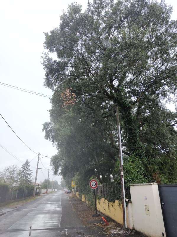Elagage de chênes lièges à Tarnos - PARTIE 1_0