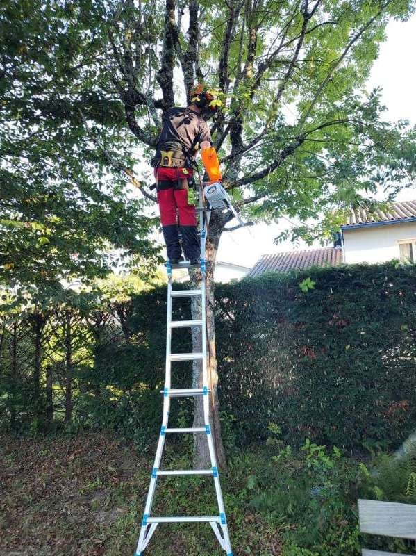 Abattage d'Arbres à Anglet_5