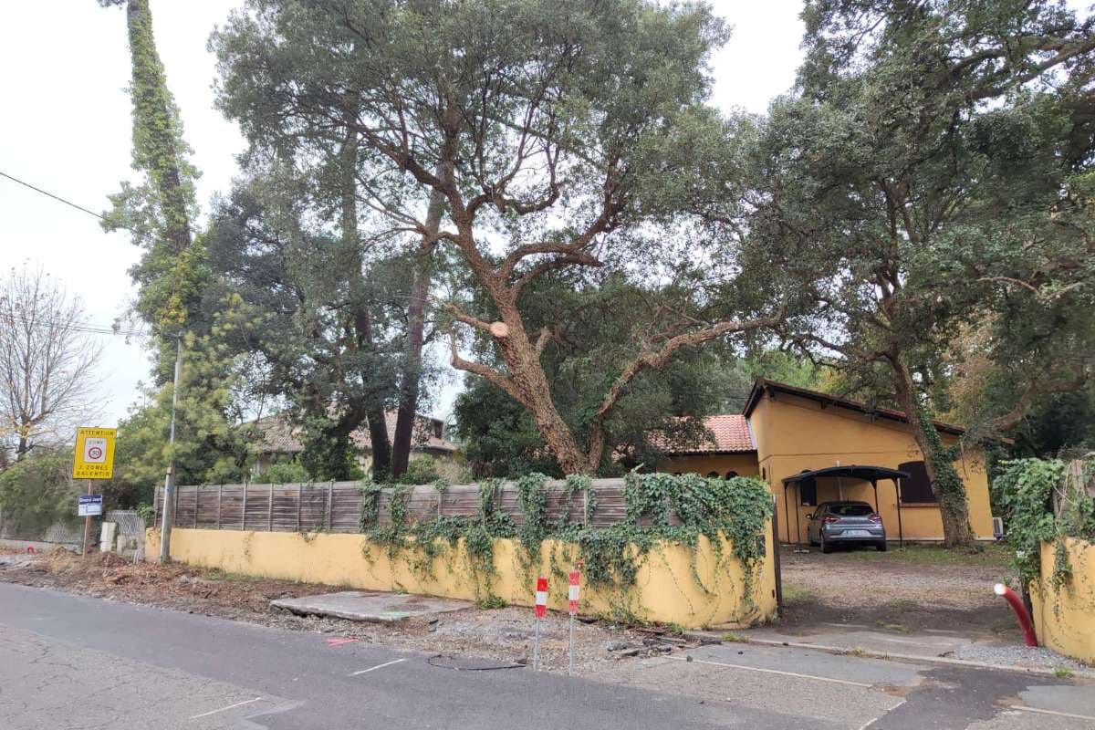 Elagage de chênes lièges à Tarnos - PARTIE 1_3