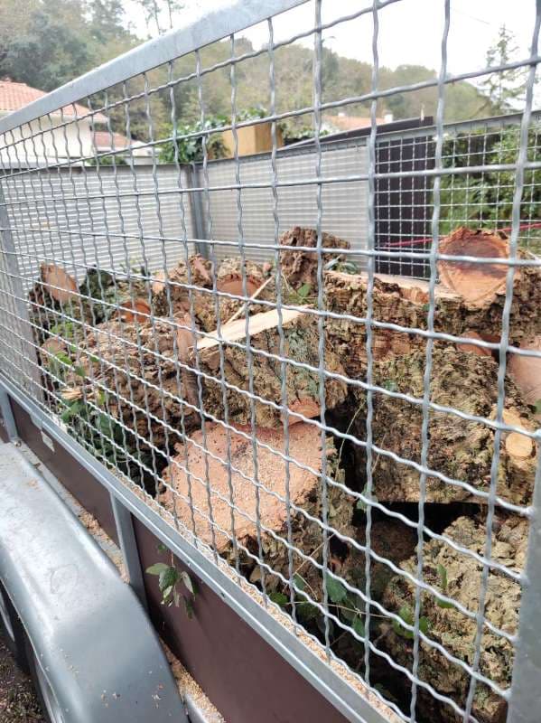 Elagage de chênes lièges à Tarnos - PARTIE 1_4