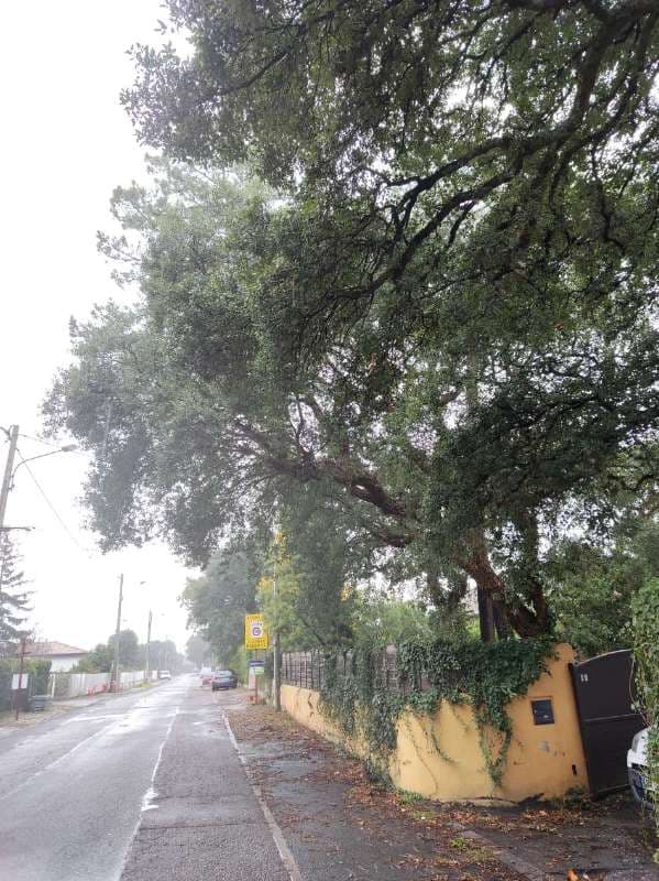 Elagage de chênes lièges à Tarnos - PARTIE 1_1