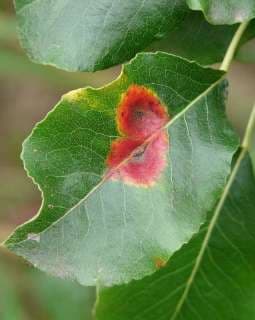 Contrôle des maladies_photo