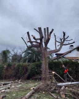 Service d'Élagage_photo