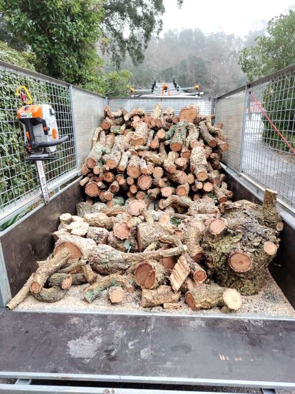 Élagage de Chênes Lièges à Tarnos - PARTIE 2_3