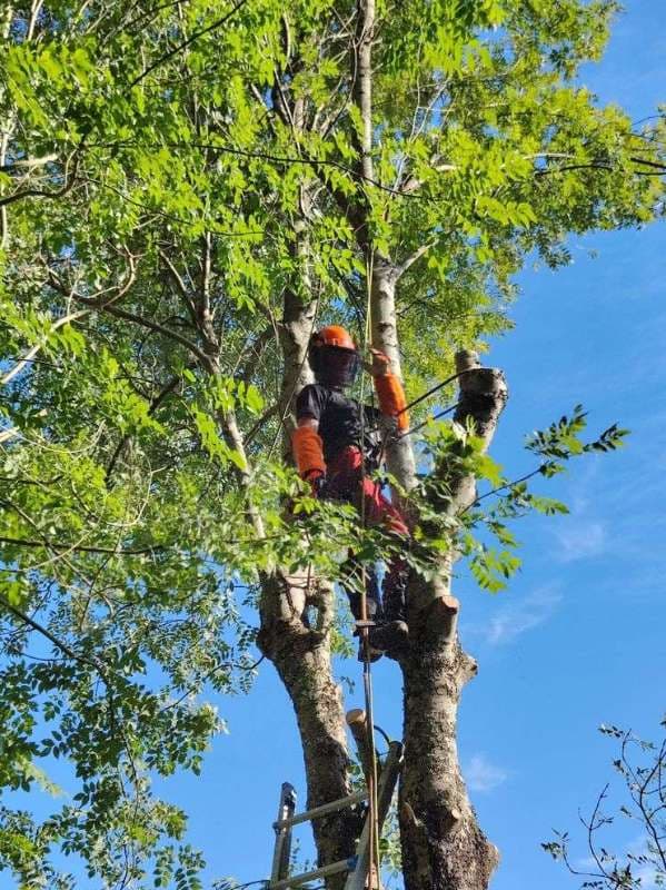 Abattage d'Arbres à Anglet_10