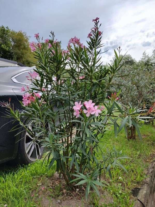 Entretien de Campings à Saint-Jean-de-Luz_3