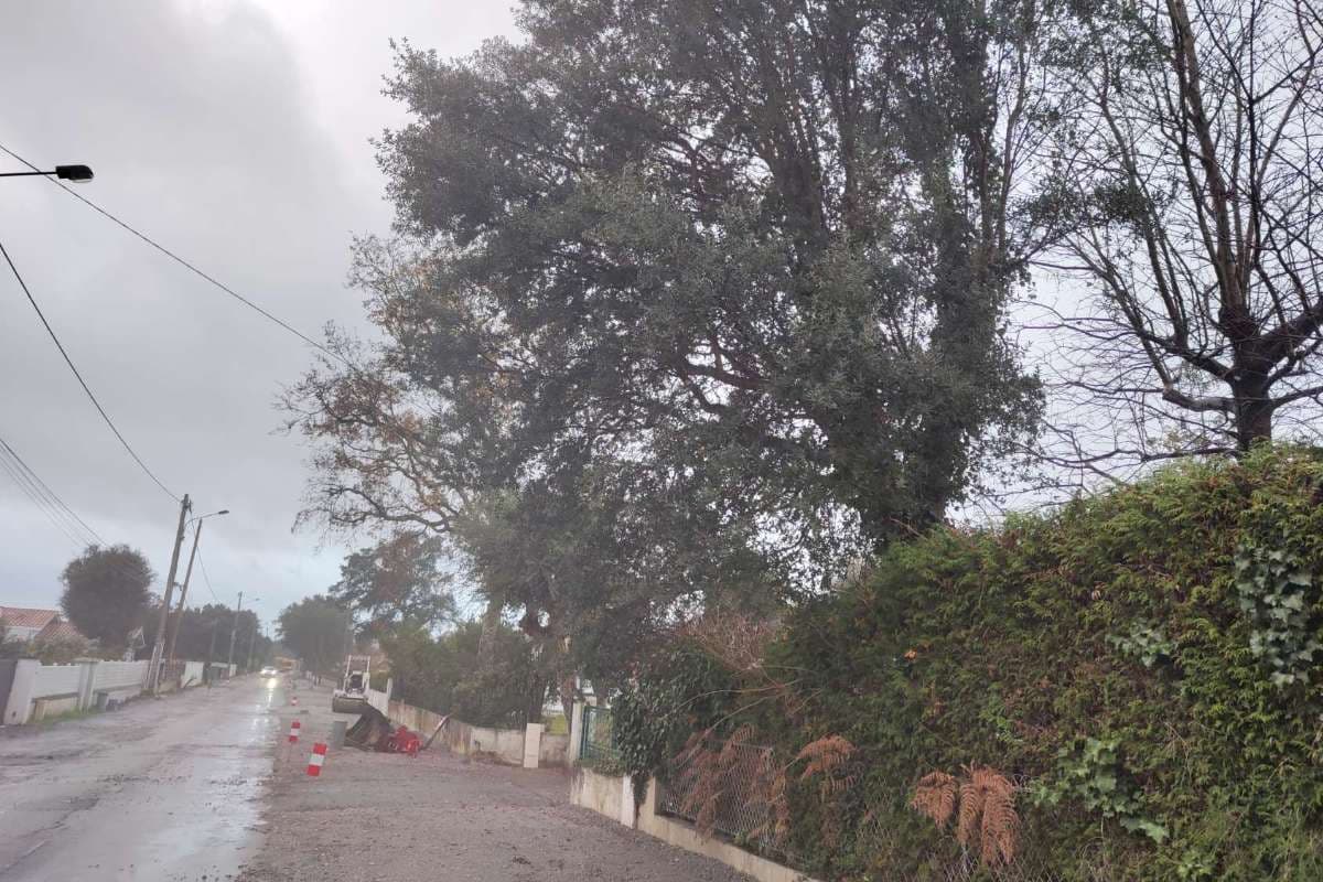 Élagage de Chênes Lièges à Tarnos - PARTIE 2_1